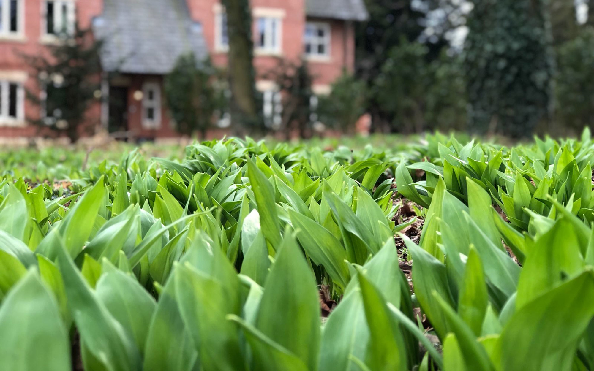 Wild Garlic Four Ways: Four recipes to make with Foraged Wild Garlic