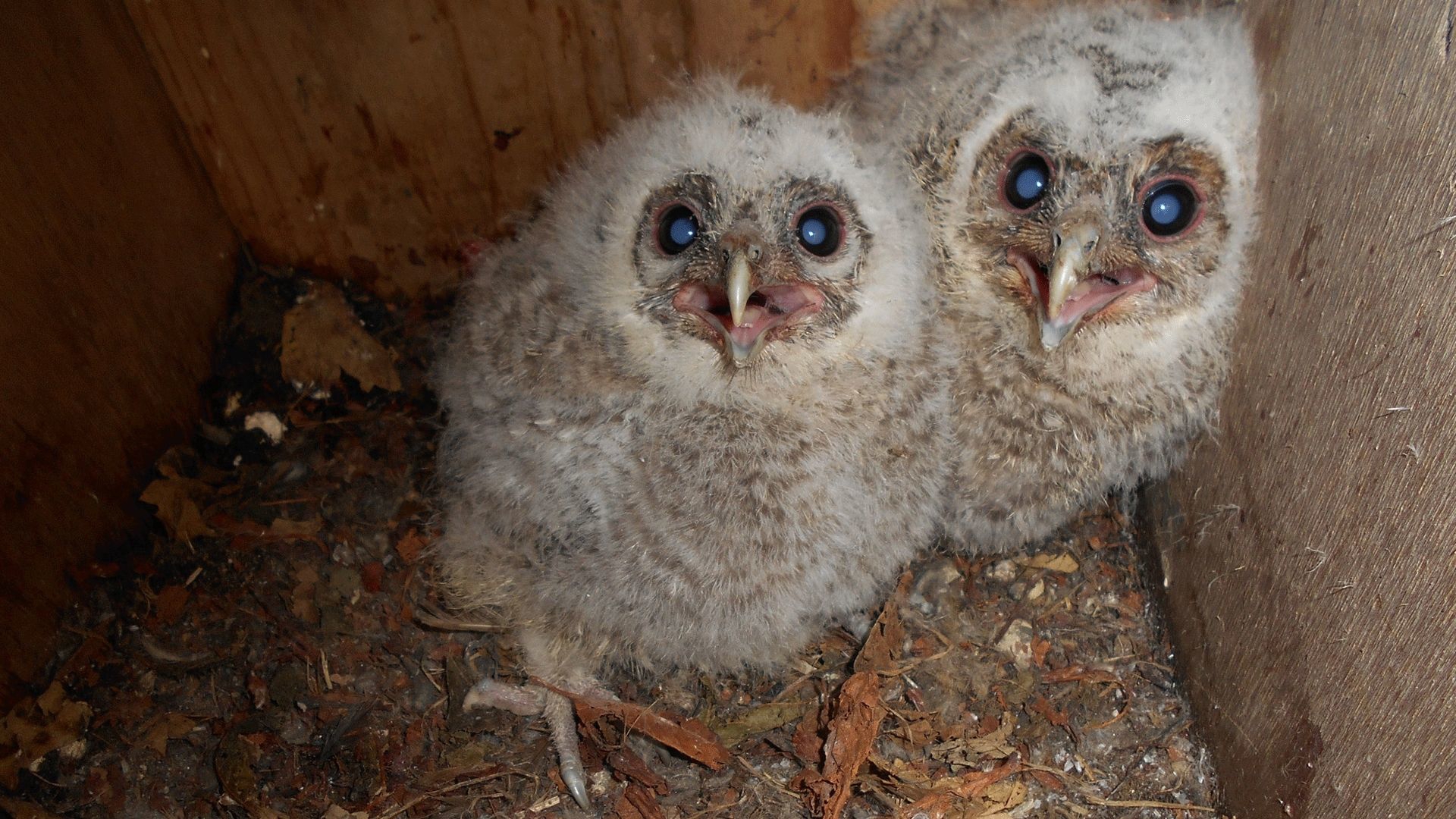 Bird Conservation Project Proves A Huge Success