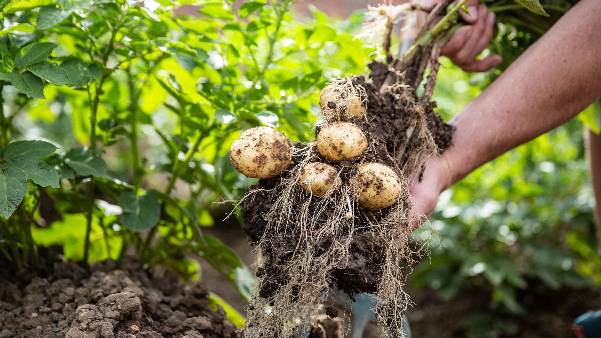 New Walled Garden set for May re-launch