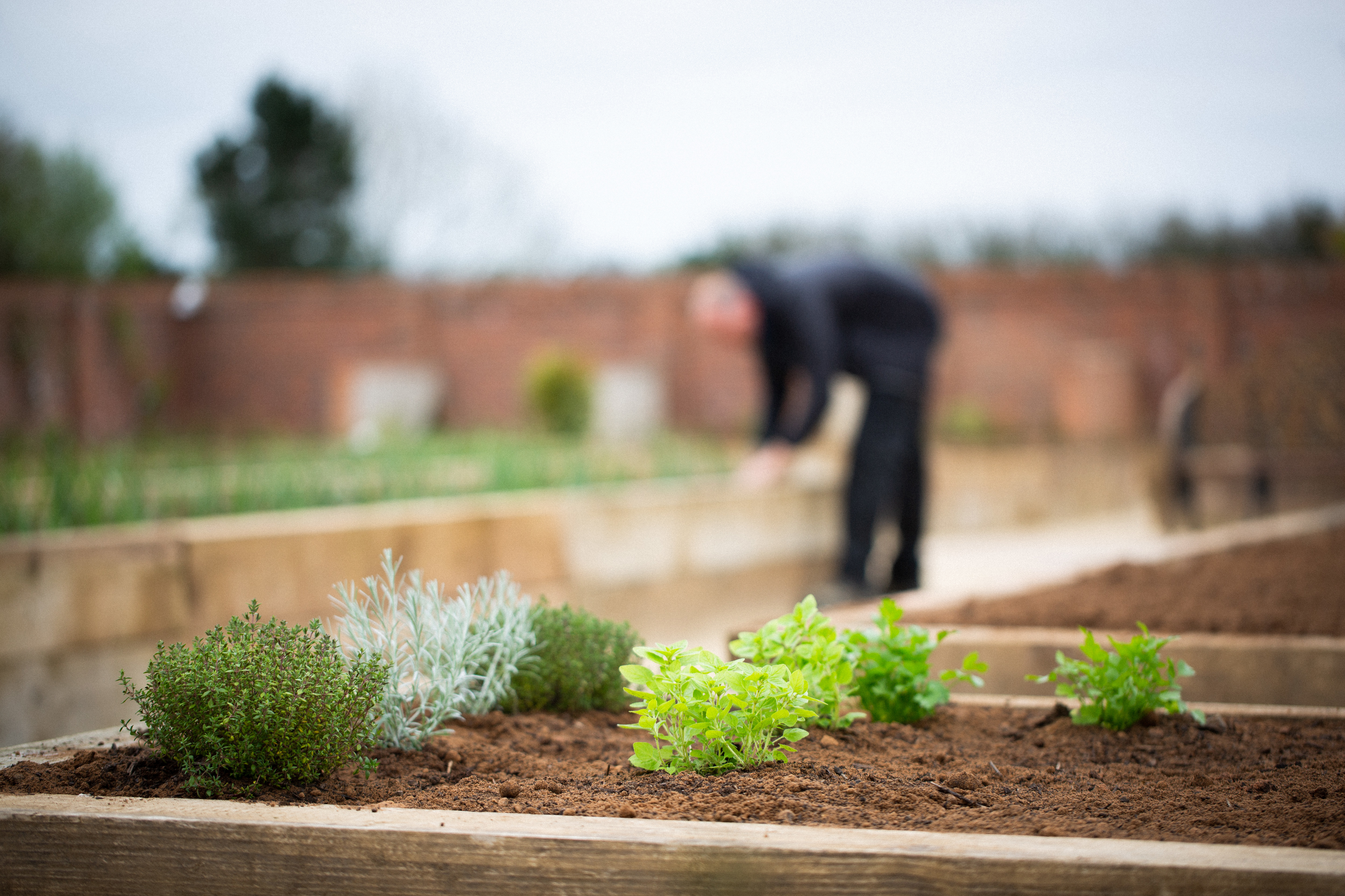 How to Plant Perennials: Tips from Rockliffe Hall’s Estates and Gardens Manager Phil